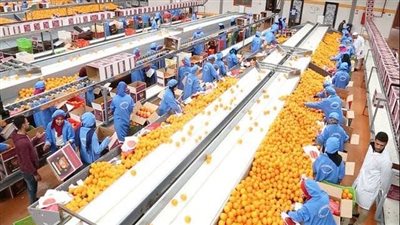 وزير الزراعة: 7.1 مليون طن صادرات مصر الزراعية بحوالي 4.1 مليار دولار