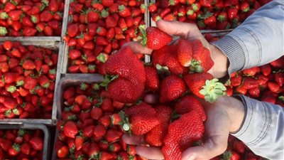 رفع الحظر المفروض على صادرات الفراولة المصرية الطازجة إلى كندا