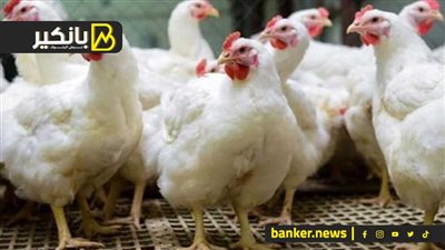 قرار جديد للسيطرة على مافيا الأسواق.. شوف اللي هيحصل في الدواجن