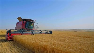 حلم يتحقق..مصر تزرع 500 ألف فدان قمح في توشكى