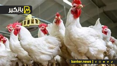 كل يوم اختراع.. شوف حيلة التجار لرفع أسعار الفراخ في الاسواق