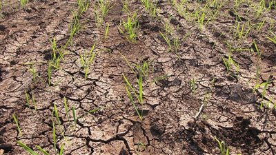 مؤشر المحاصيل يمحو خسارة 2024.. وتجدد المخاوف بشأن تضخم الغذاء