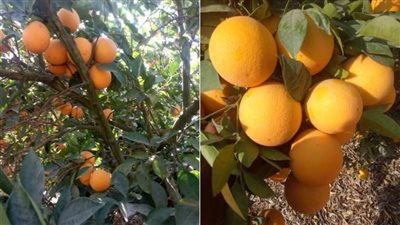 في 6 أشهر.. صادرات مصر من الموالح تتخطى نصف مليار دولار