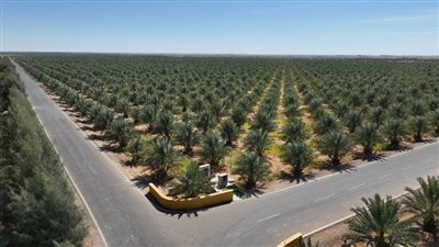 مصر تنتهي من زراعة 1.6 مليون نخلة بأكبر مزرعة تمور بالعالم في توشكى