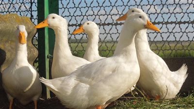 الزراعة:  الموافقة على تصدير دواجن مجمدة وسمان وبط وحمام ورومى لبعض الدول العربية والأجنبية