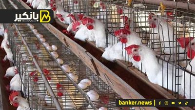 بعد العلف الدور علي الكهرباء.. خطة الحكومة لمواجهة حجج رفع أسعار الفراخ والبيض في الأسواق