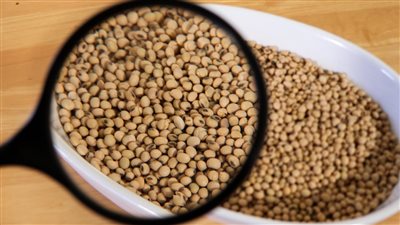 أزمة اقتصادية تضرب مزارع فول الصويا الأمريكية مع انحسار السوق الصينية