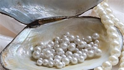 اللؤلؤ المصري وصل الإمارات.. فاتورة تصديره تنعش الخزينة العامة