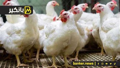 هتشتريها بكام بكرة؟.. مفاجأة في أسعار الدواجن بالأسواق