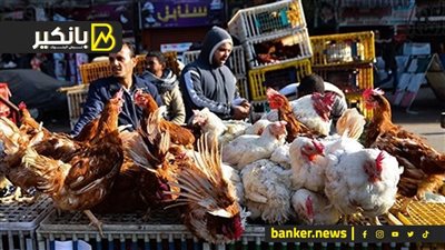 من 100 إلى 70 جنيه.. ضربة الحكومة لسوق الدواجن