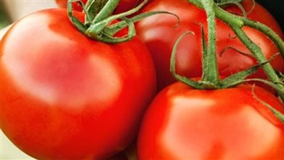 شعبة الخضروات : الطماطم ستهبط إلي 7 جنيه للكليو خلال أيام