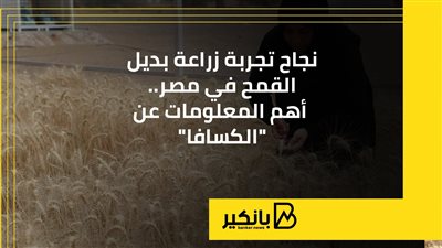 نجاح تجربة زراعة بديل القمح في مصر.. أهم المعلومات عن 