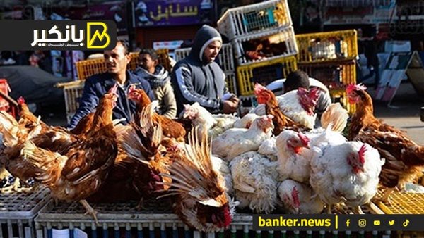 الدواجن
