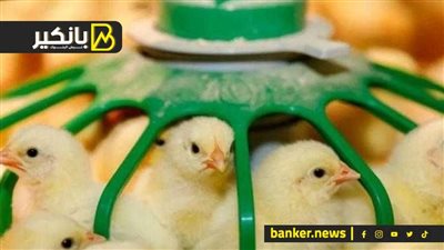 أزمة جديدة بتهدد قوت المصريين.. الكتكوت الأبيض يهز سوق الدواجن