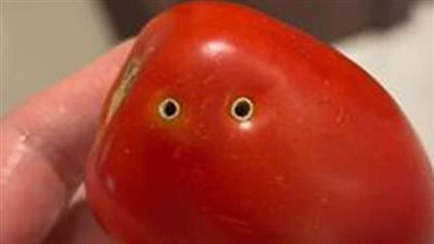 نقيب الفلاحين: ثقوب الطماطم سببها إصابات حشرية.. والمحصول آمن تماما