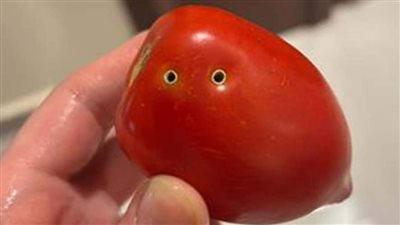 عضة تعبان ولا سوسة.. إيه حقيقة الطماطم الفاسدة في السوق