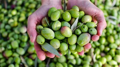 المواد الغذائية: مصر تسير بخطوات ثابتة لتعزيز مكانتها العالمية في إنتاج وتصدير الزيتون 