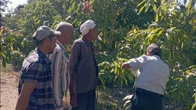 وزارة الزراعة تواصل توعية المزارعين بالمحافظات حول ممارسات زراعة القمح