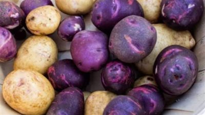 ظهور البطاطس البنفسجية بالأسواق المصرية.. نوع نادر وسعره مفاجأة
