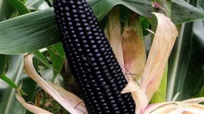 بعد البطاطس الأرجواني.. مصر تنجح في زراعة الذرة السوداء  الأغلى في العالم