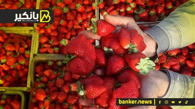 رقم واحد في العالم.. رحلة الفراوله المصرية المجمدة في الأسواق العالمية