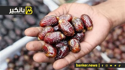 فسائل النخيل كلمة السر.. العراق يكشف عن خطة لزيادة صادرات التمور في 2025