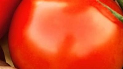 شركة مصرية تنجح في إنتاج طماطم بدون مياه
