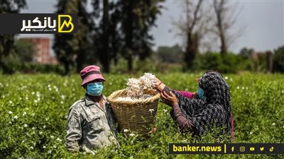 مشروع هيغير شكل الزراعة في مصر.. التنين الصيني داخل على تقيل