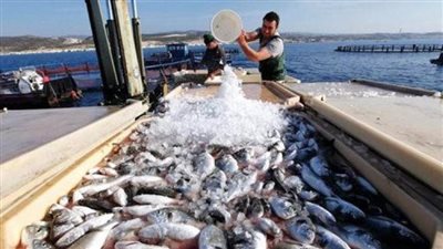 جهاز تنمية البحيرات يعلن فتح الأسواق الأوروبية أمام صادرات مصر من المنتجات السمكية البحرية
