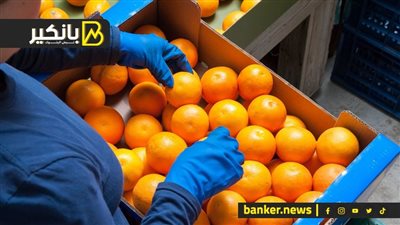 البرتقال المصري.. نمبر وإن وسيد الأسواق العالمية   