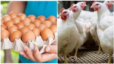 ارتباك في قطاع الدواجن.. لماذا ارتفعت أسعار الفراخ والبيض رغم 