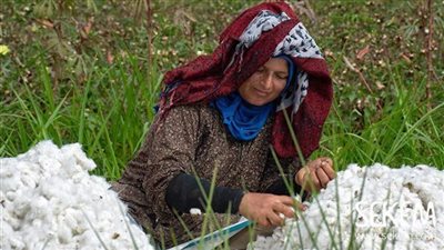 القطن المصري راجع من تاني.. هنقولك الحكومة بتخطط لايه؟