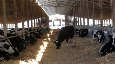 الزراعة: إصدار 15موافقة فنية لإقامة مشروعات ثروة حيوانية وداجنة جديدة