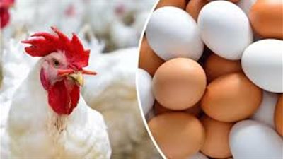 سعر كيلو الفراخ البيضاء اليوم في المزارع.. والشعبة تكشف سبب تفاوت الأسعار