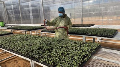 خطة مصرية لتنمية صادرات النباتات الطبية والعطرية.. استهداف 250 ألف فدان بحلول 2030 ودعم سلاسل القيمة المضافة