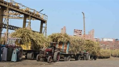 خطة حكومية لتطوير 9 مصانع لقصب السكر.. إنشاء مصانع جديدة باستثمارات 216 مليون دولار.. مصر تقتحم أول أسواق الكاميرون باستثمارات 14 مليون دولار