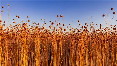 شركة كينجدم العالمية تبحث ضخ استثمارات لإنشاء مصنعا للكتان في مصر