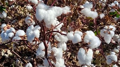 هدوء حذر في سوق الذهب.. قرار مهم عن زراعة القطن.. وارتفاع أسعار 
