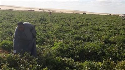 بيان عاجل من الحكومة بشأن رفض شركة تنمية الريف المصري تقنين الأراضي وضع اليد