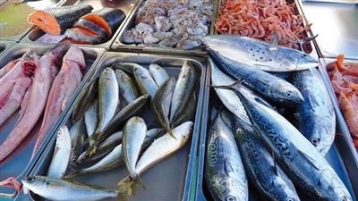 مصر تنجح في تخطي اختبارات تصدير الأسماك إلى دول أوروبا