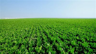 للمصريين في الخارج.. كيف تقدم على شراء مزرعة في مصر؟