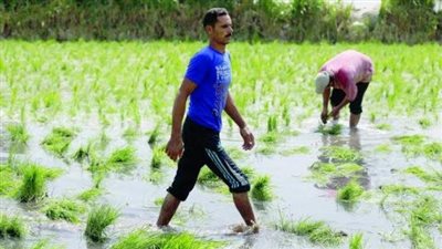 مصر تستعد لفترة أقصى الاحتياجات المائية بالموسم الصيفي