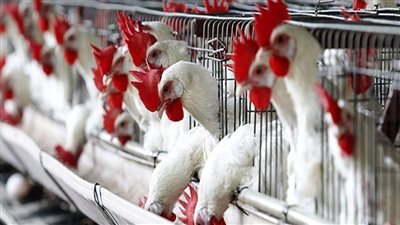وزارة الزراعة: حجم انتاج مصر من الدواجن يتخطى مليار و400 مليون دجاجة سنويا 
