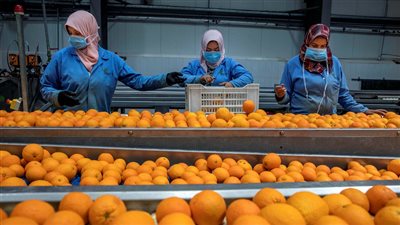 صادرات مصر الزراعية تتخطى حاجز الـ4 مليارات دولار في عام 2024