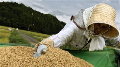 اليابان تدرس رفع واردات الأرز الأمريكي ضمن مفاوضات الرسوم