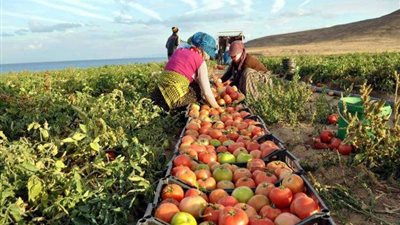 500 ألف طن بطاطس.. طفرة في صادرات مصر الزراعية خلال 2025