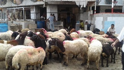 الشركة القابضة للصناعات الغذائية تفتتح 21 شادرًا لبيع الأضاحي استعدادًا لعيد الأضحى