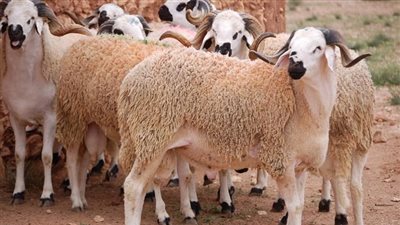 علاء فاروق: استعدادات مكثفة لتوفير اللحوم قبل عيد الأضحى بأسعار مخفضة