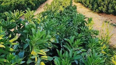 أغلى من البترول.. الجوجوبا: 