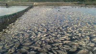 71 طنًا إنتاج مزارع المنزلة وبرسيق.. خطة لتعزيز الاستزراع ال